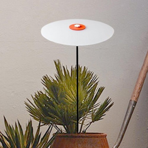 Plant umbrella plants - umbrella, shade